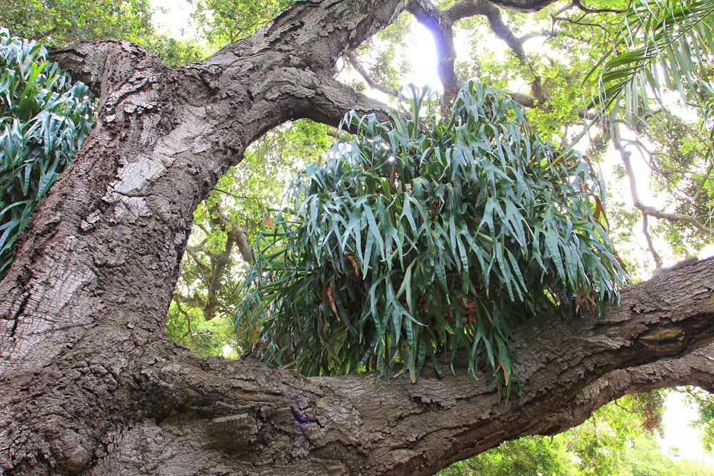 [130403_Lotusland_Fern-Garden_252.jpg]