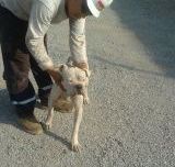 perrito Huaycán.jpg