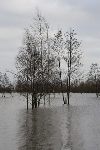 berkenbos