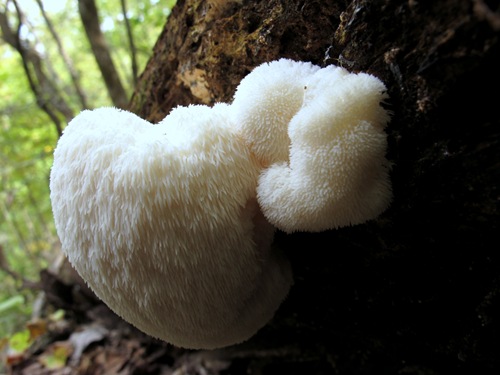 Lion's mane-001 Lion's mane-001