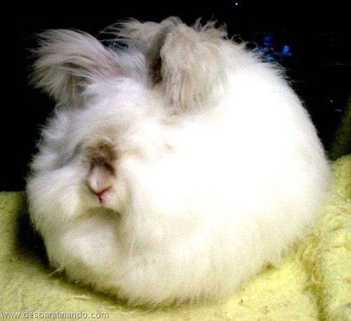 coelho angora peludo desbaratinando (23) coelho angora peludo desbaratinando (23)