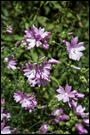 Malva moschata Malva moschata