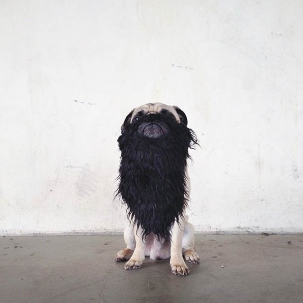 Собачий отжиг мопса по кличке Norm Джереми Вич (20 фото) | Картинка №12