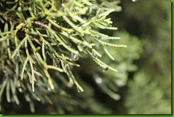 IMG_9010 IMG_9010