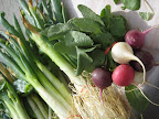 Spring onions and a bunch of rainbow radishes