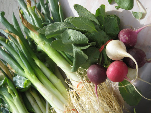 Spring onions and a bunch of rainbow radishes