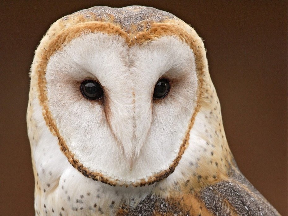 [owls02%255B5%255D.jpg]