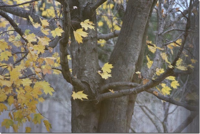 IMG_2150 IMG_2150
