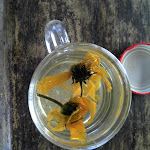 IMG_20120929_093417.jpg