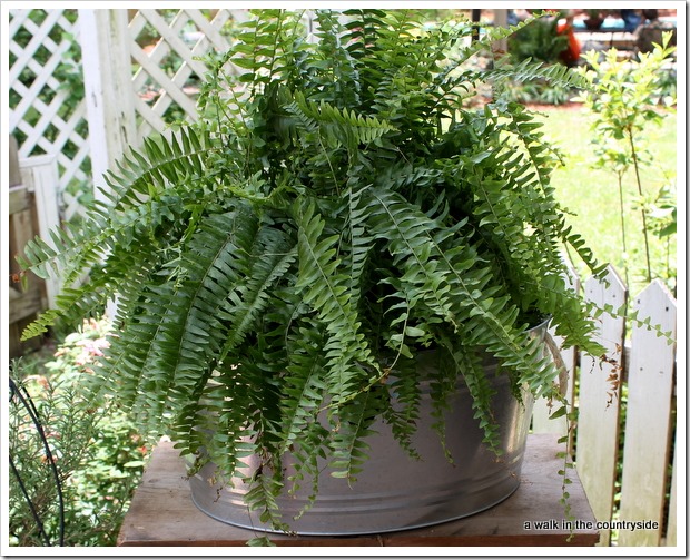 galvanized container as planter