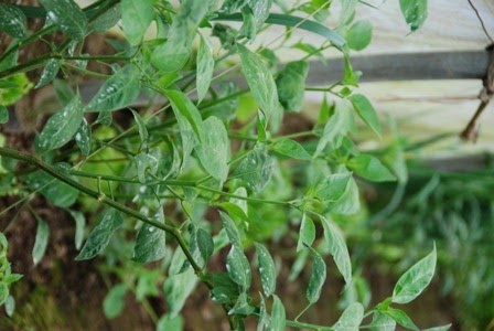 [DSC_0196%255B5%255D.jpg]