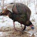 Wild Turkey