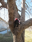 Hey, squirrel!  Come on out!  I need a good chase!