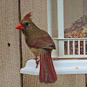 Northern Cardinal