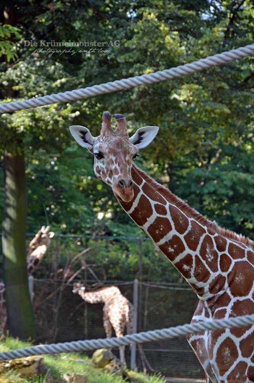 [Zoo-Frankfurt-Giraffe-1508134.jpg]
