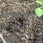 Red Admiral