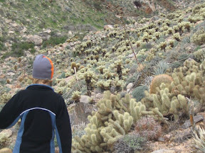 Once you reach the top a vast sea of cholla appears.