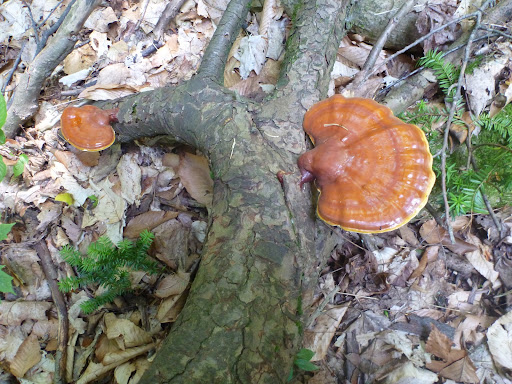P1030808