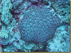 Coral Whole