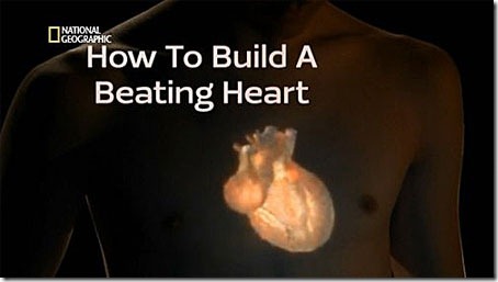 Como-Construir-un-Corazon