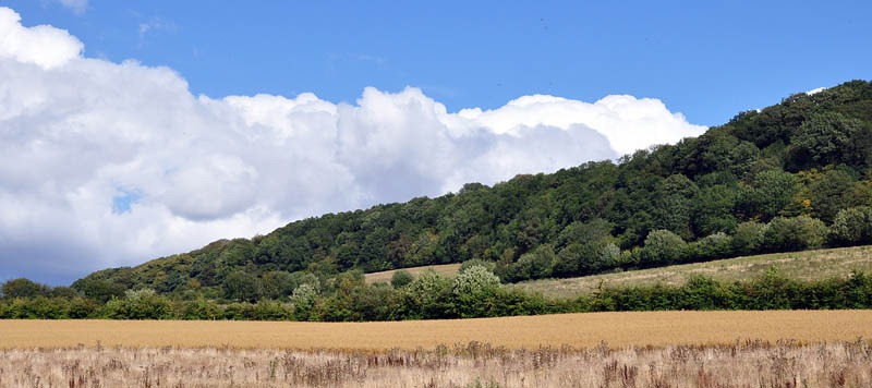 [Wilderhope%2520cornfield%255B3%255D.jpg]