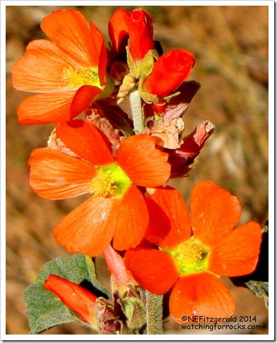 IMG_8170 globemallow (2) IMG_8170 globemallow (2)
