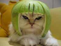 [-gato%2520casco%255B3%255D.jpg]