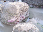 oregon_coast