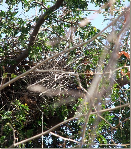 hawk nest1 2-29-2012 8-56-54 AM 2274x2591