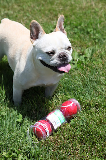 The label says 'Martha Stewart Pets.'  I guess this is something from Martha's new PetSmart Line, which, by the way, is really great and will be available soon at PetSmart!