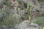 Lower elevations, Maranon Valley, Peru