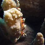 Nudibranch (Bangka Island)