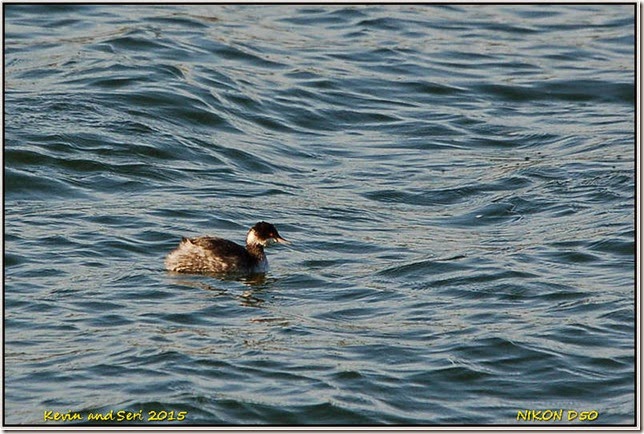 Draycote Waters - February