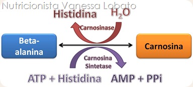 Carnosina e beta alanina Carnosina e beta alanina