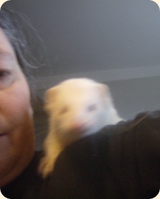 FashonableFerrets 040