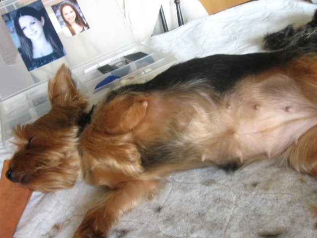 [Grooming%2520before%2520and%2520afters%2520011%255B2%255D.jpg]