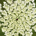 Queen Annes Lace