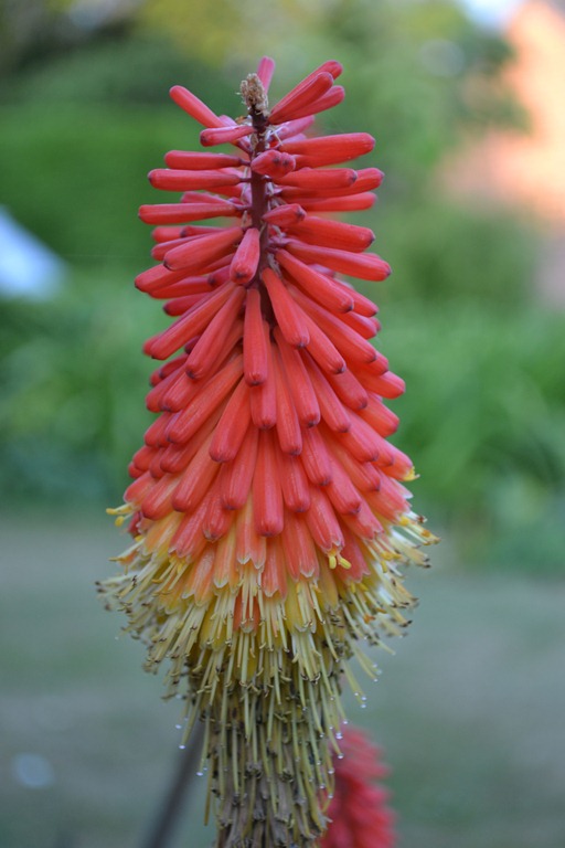 [Red%2520Hot%2520Poker%2520flower%2520with%2520bottom%2520dew%2520tips%255B4%255D.jpg]