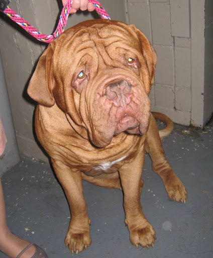 Dog De Bordeaux -- he looks much better with wrinkles than I do!