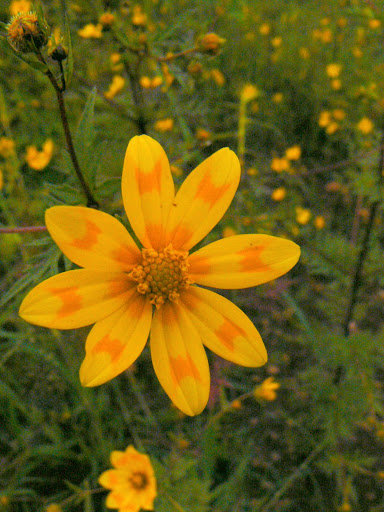 Meskel Flower