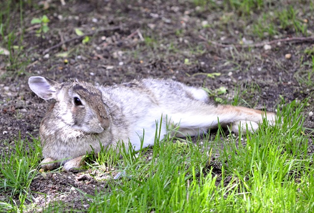 [sleepy%2520bunny%2520lounging.jpg]