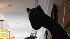 We had hoped to meet a cat or two and finally made the acquaintance of this large feline...