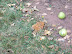 Picking Apples