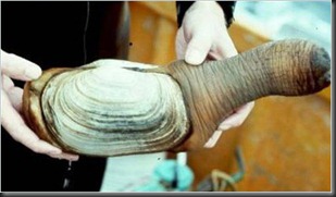 geoduck