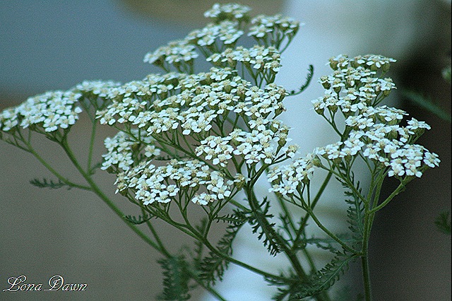 [Yarrow_Last%255B9%255D.jpg]