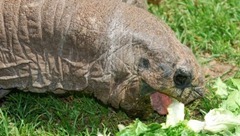 เต่าที่เกาะอัลดาบรา Aldabra