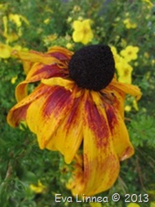 IMG_7527 IMG_7527