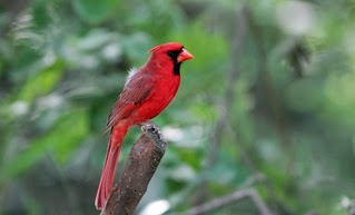 Cardinal snake NBC