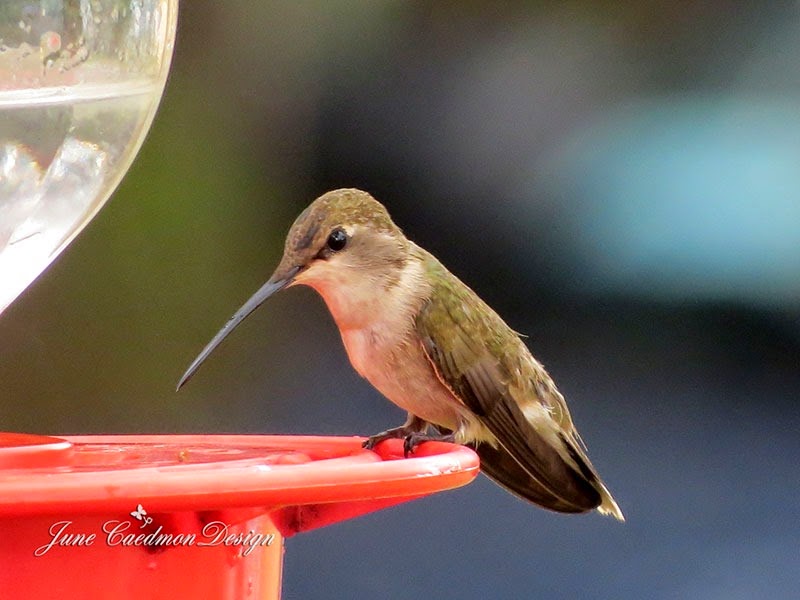 [Hummingbird_Female%255B3%255D.jpg]