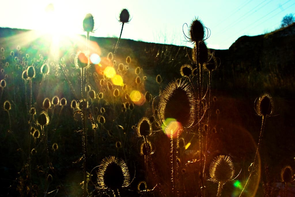 [The-Teasles-4%255B3%255D.jpg]